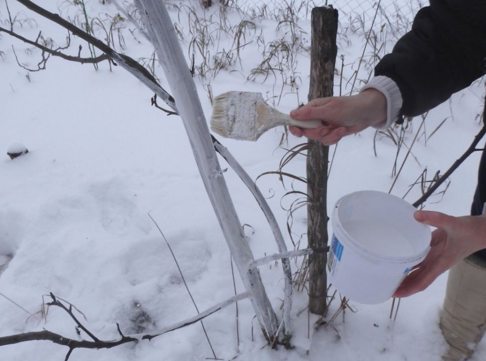 Как подготовить яблони и груши к зиме: советы и методы
