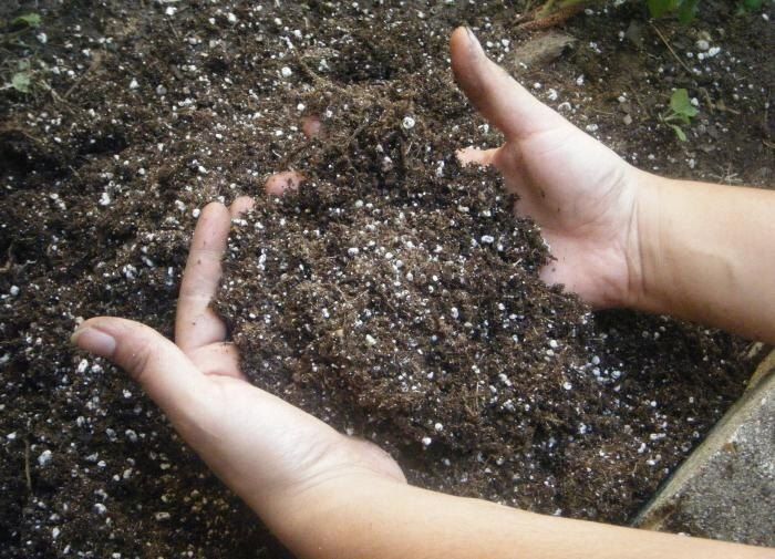 Как восстановить почву после огурцов: полезные советы для дачников