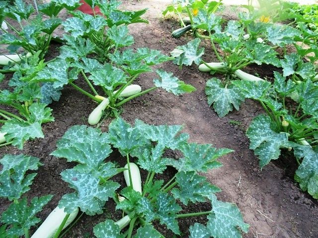 Секреты успешного урожая кабачков на глинистой почве