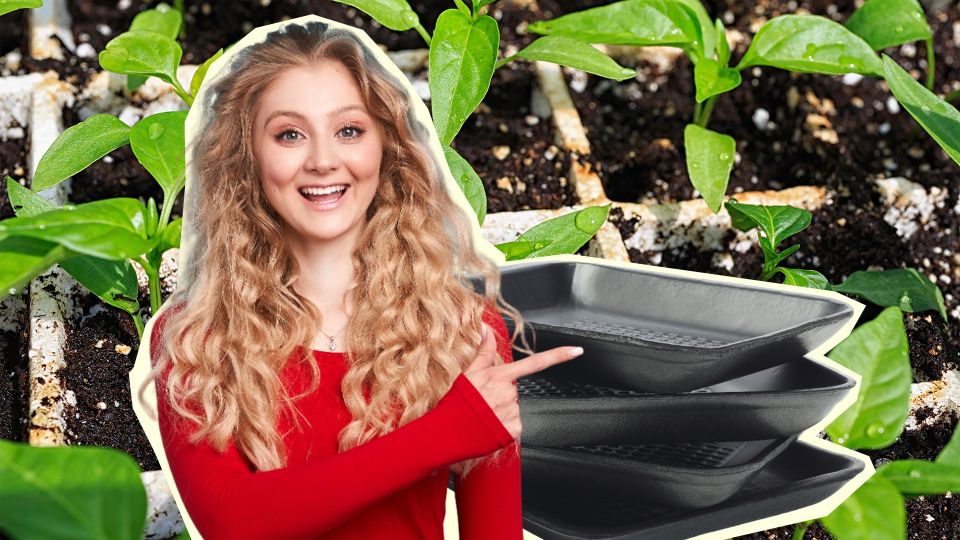 Не выбрасывайте лотки из-под магазинного мяса: секрет опытных цветоводов