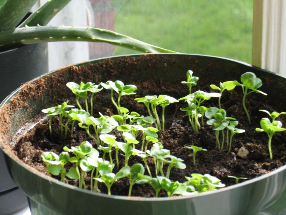 Как простая губка может спасти ваши комнатные растения от засухи