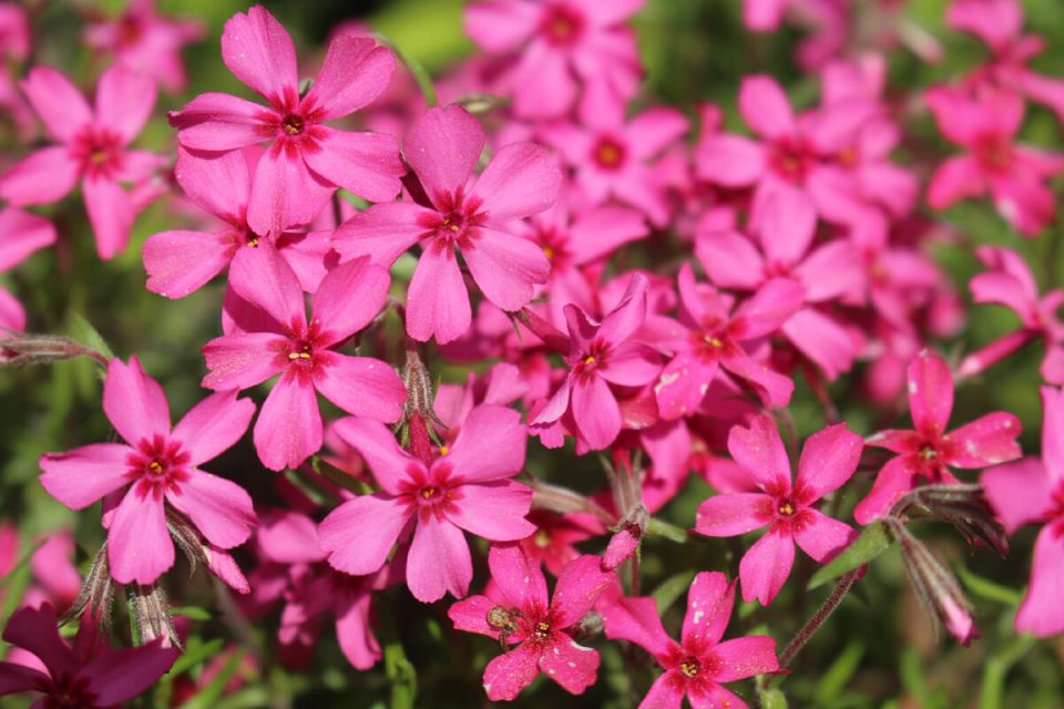  'Scarlet Flame':       ?