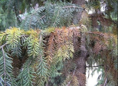 Как защитить хвойные деревья от трахеомикозного увядания