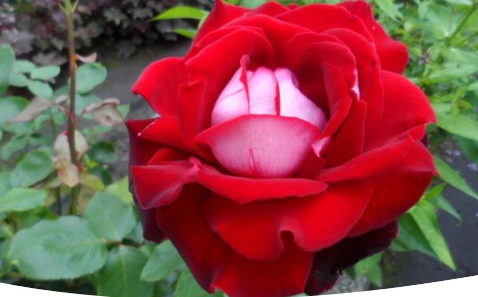 Чайно-гибридные розы: как выбрать и ухаживать за королевами сада