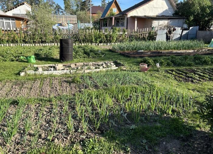 Эффективные способы борьбы с муравьями на даче