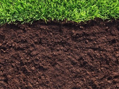 Как создать идеальные условия для дождевых червей и улучшить плодородие вашего сада