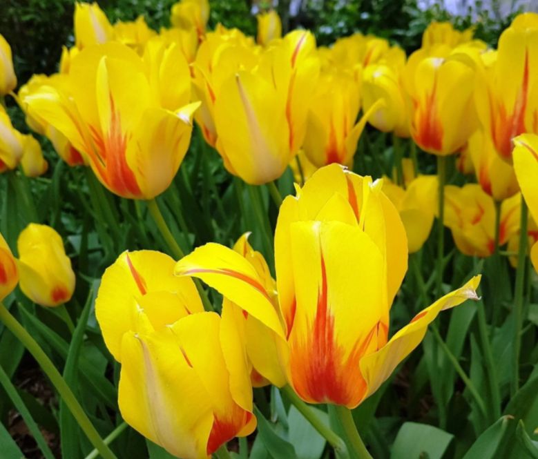 Тюльпаны: цветы, которые дарят радость без лишних хлопот