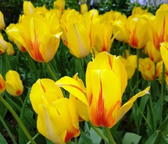 Тюльпаны: цветы, которые дарят радость без лишних хлопот