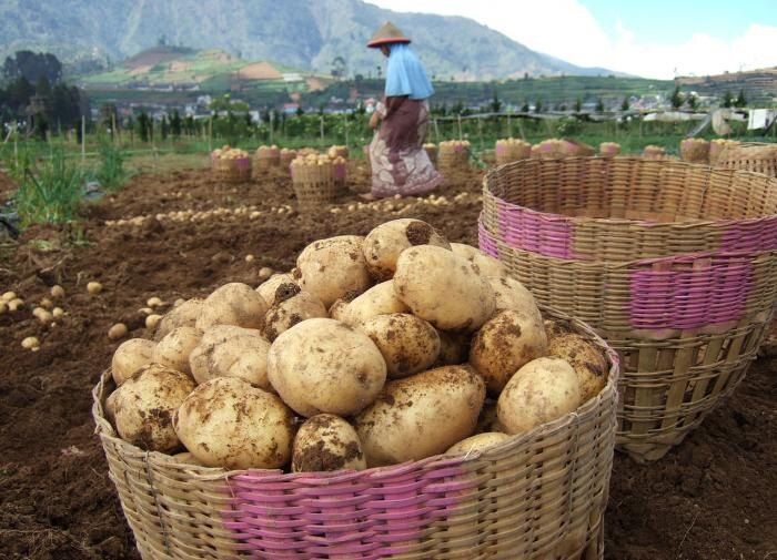 Секрет раннего урожая картошки под агроволокном