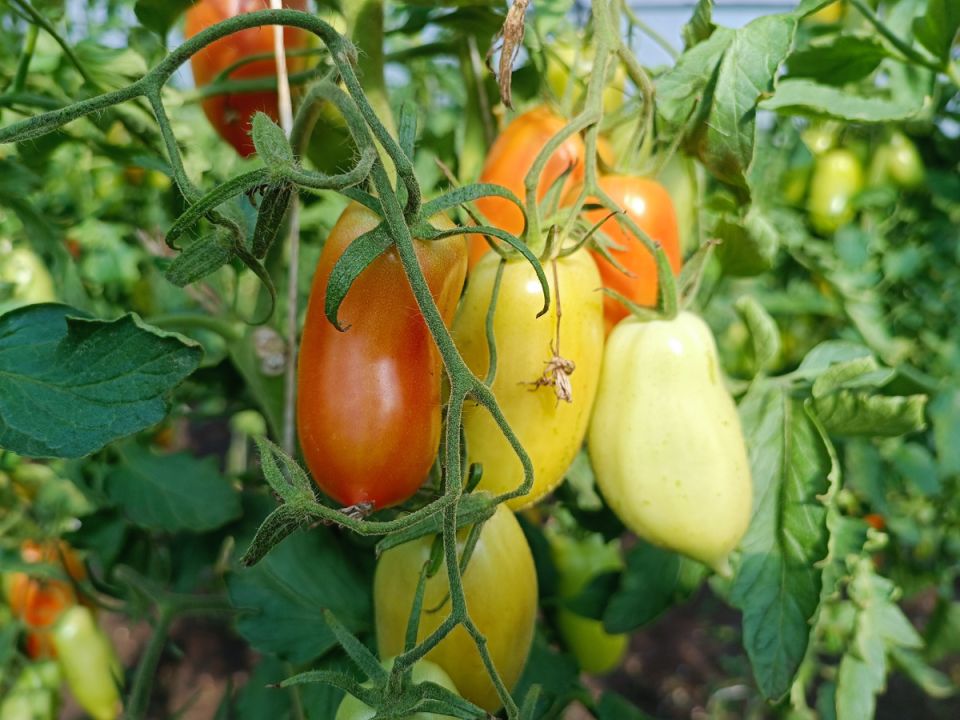 Как продлить урожай томатов до октября: секреты августовских подкормок