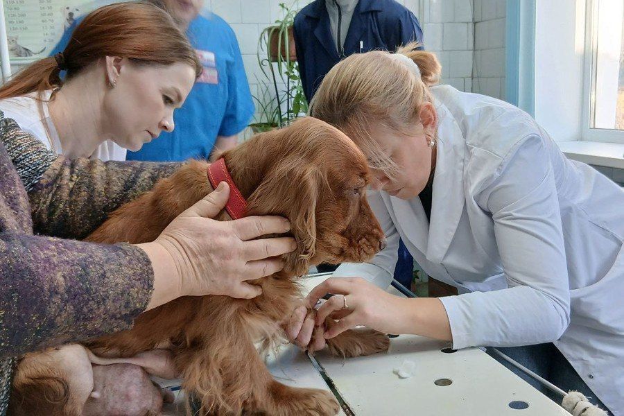 Молодость и опыт спасли спаниеля в Вурнарском округе