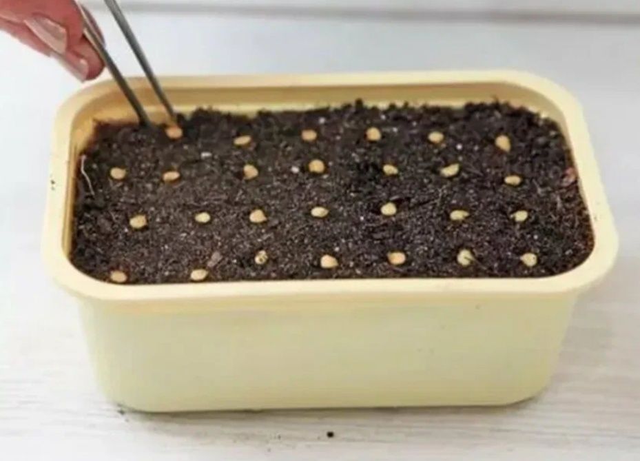 Как правильно сеять овощные культуры: секреты успешного урожая в 2025 году