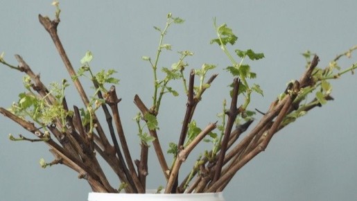 Доступные методы укоренения черенков: как добиться успеха без затрат