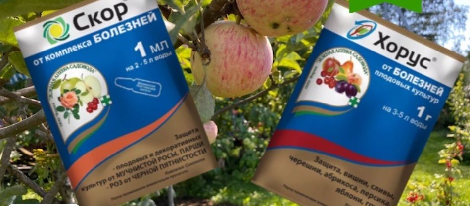 Как выбрать идеальный фунгицид: Скор или Хорус?