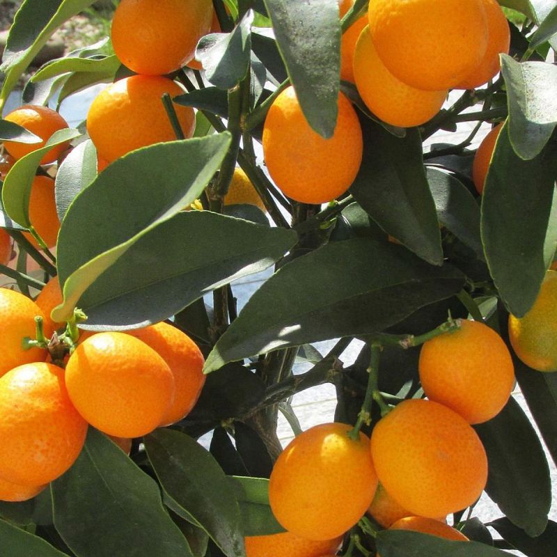 Как вырастить кумкват в домашних условиях