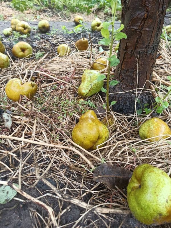 Почему стоит забыть о перекапывании приствольных кругов деревьев?