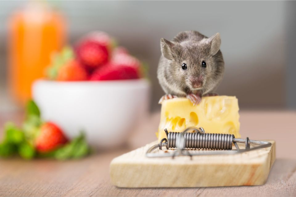 Секреты борьбы с мышами: народные методы на практике