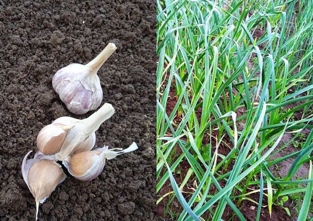 Пять ключевых моментов успешной посадки чеснока