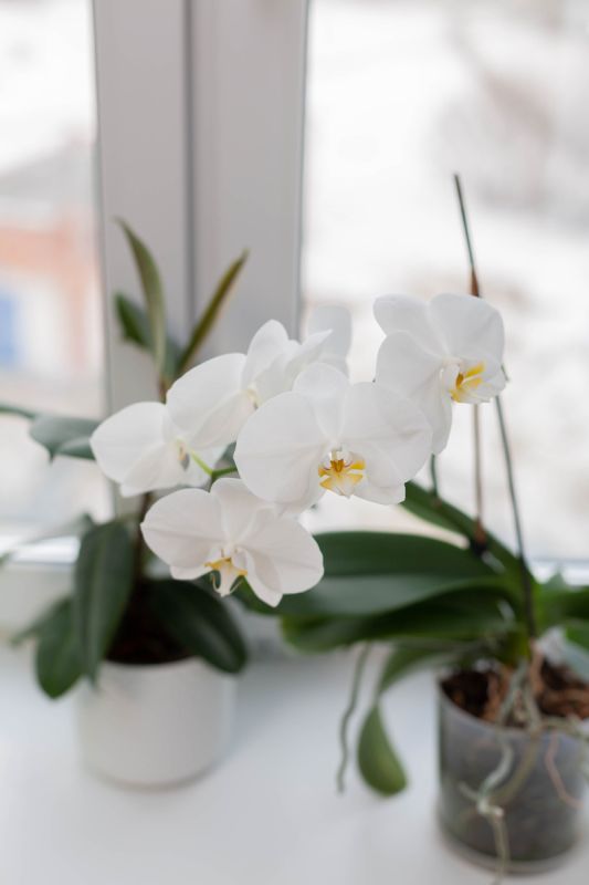 Как правильно ухаживать за орхидеями: секреты для долголетия и цветения
