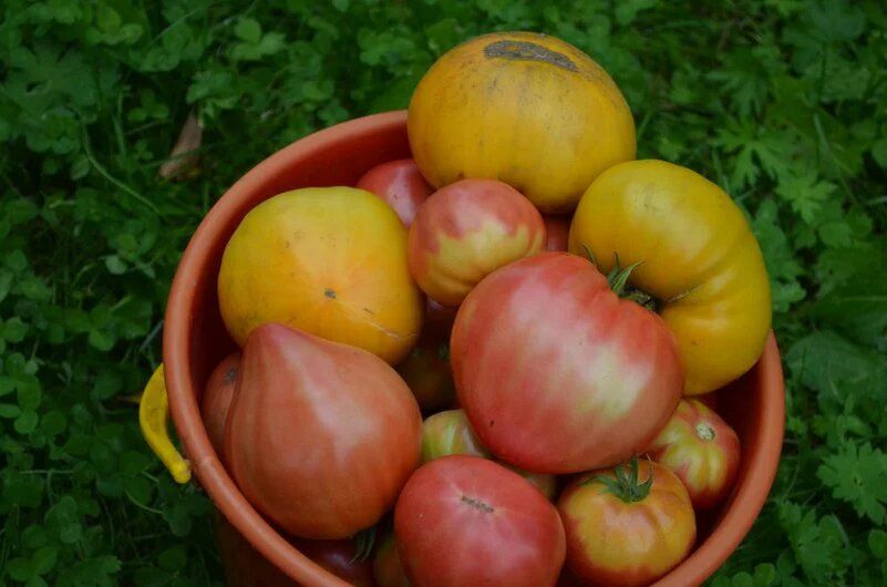 Желтые плечики у помидоров: причины и как с этим справиться