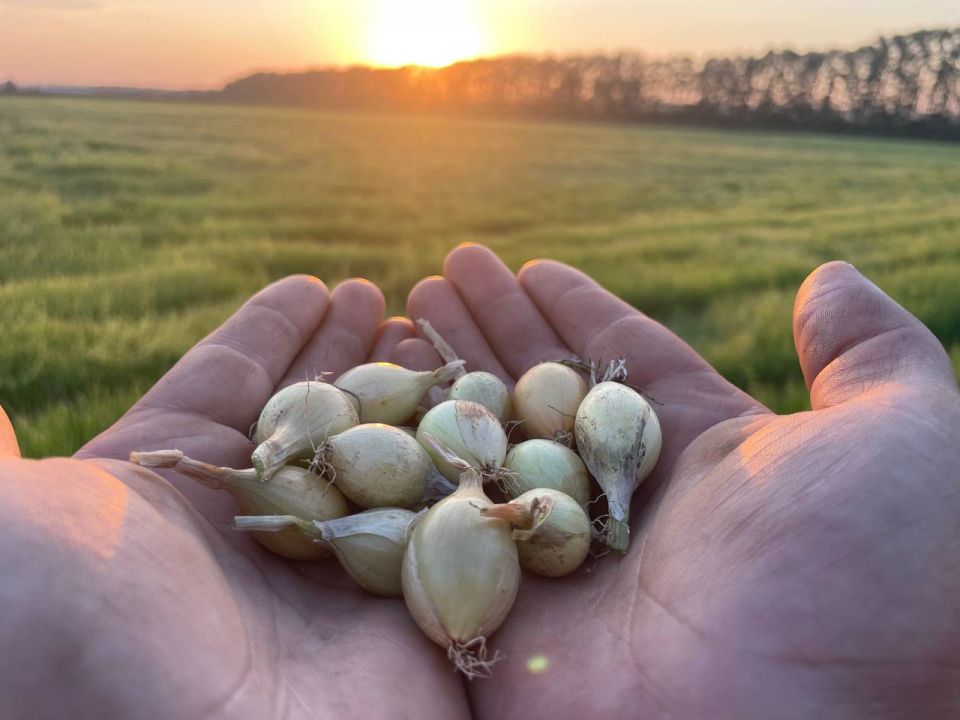 #ЦифраДня. С начала 2025 года Чувашия отправила на экспорт 1700 тонн лука-севка