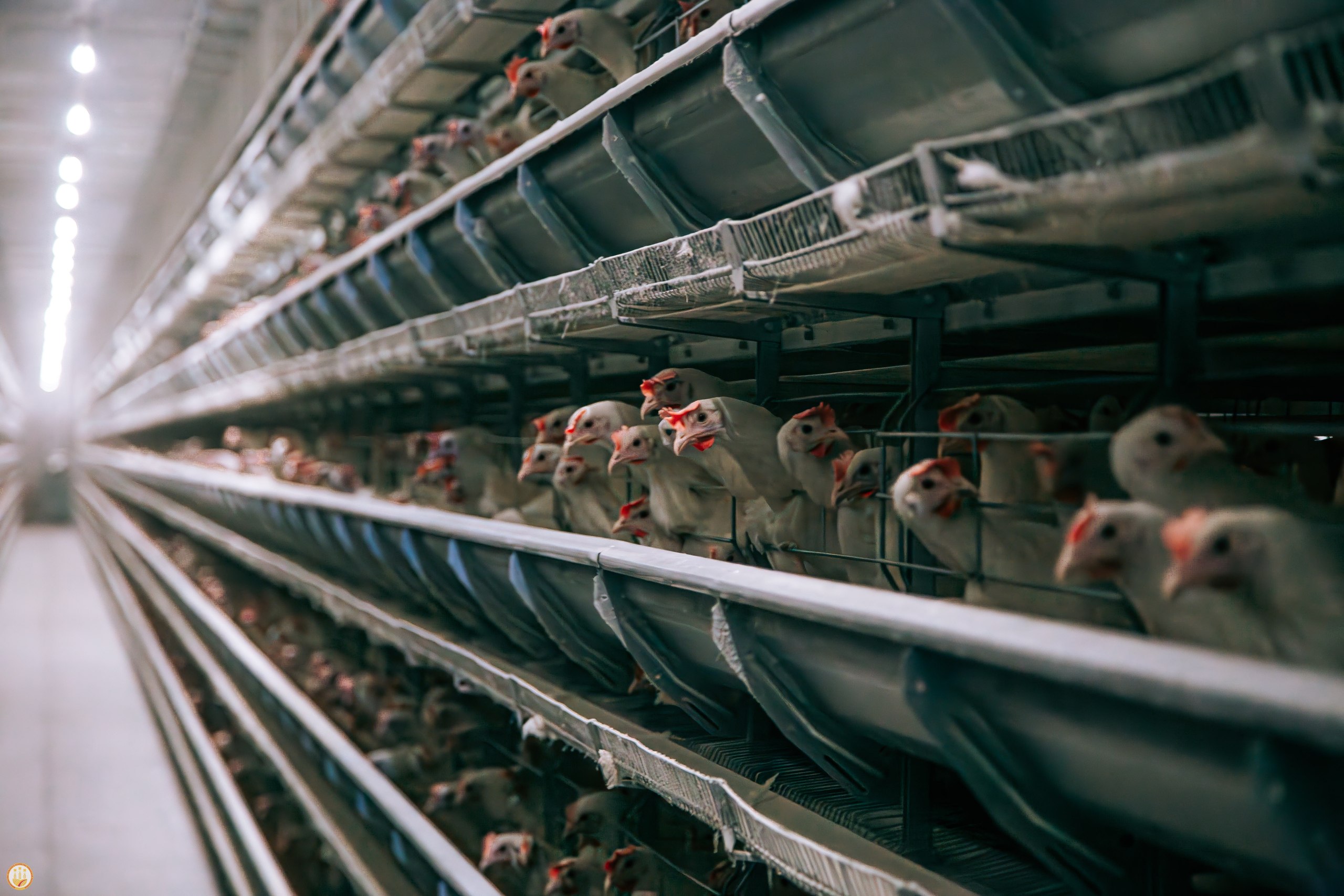 В Чувашии за 10 месяцев произведено почти 100 тысяч тонн мяса