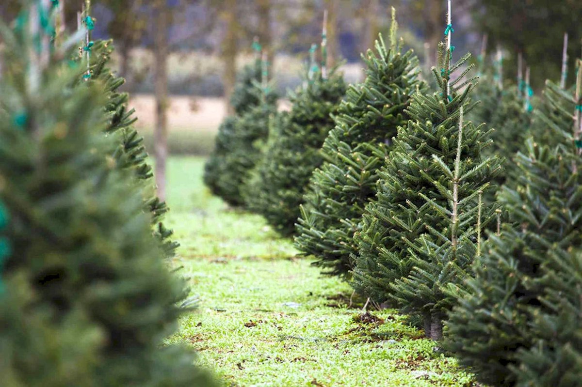 Дорогие чебоксарцы!. Совсем скоро наступит самый волшебный праздник — Новый год!