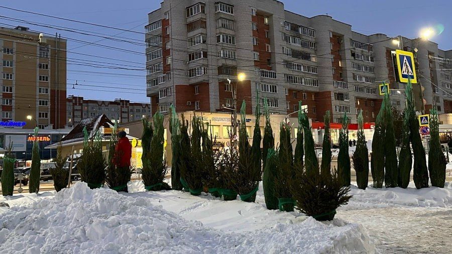 В Чебоксарах открылись ёлочные базары