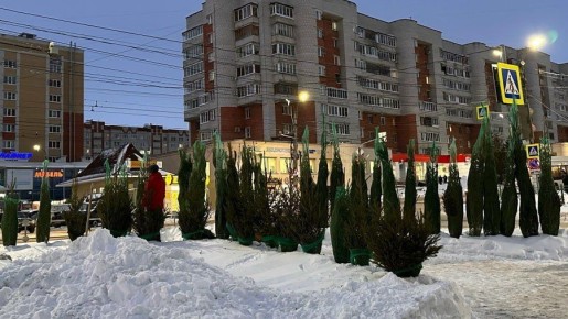 В Чебоксарах открылись ёлочные базары