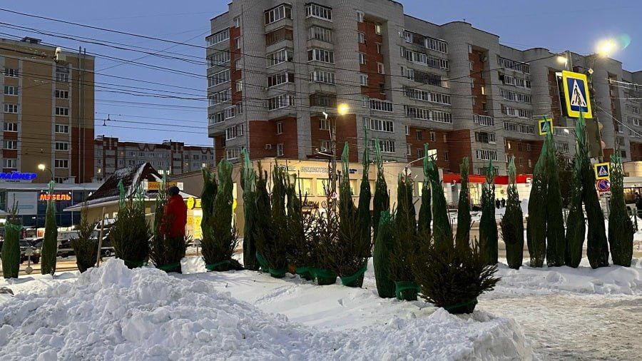 В Чебоксарах открылись ёлочные базары