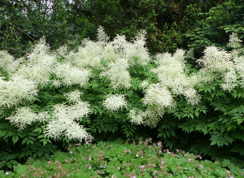 ��������: ������������� ������������ ��� ������ ����