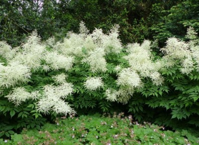 Волжанки: неприхотливые многолетники для вашего сада