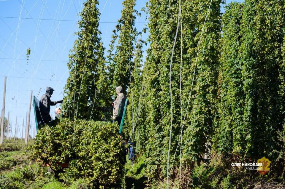 Чувашия уверенно движется к лидерству в хмелеводстве