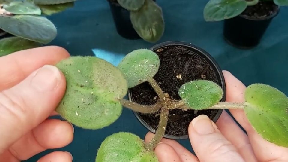 Неожиданные результаты эксперимента: Как ловушки для вредителей изменили подход к уходу за комнатными растениями