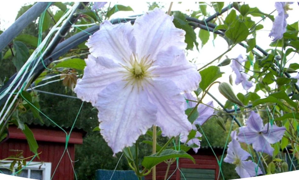 Как выбрать любимый сорт клематиса для вашего сада