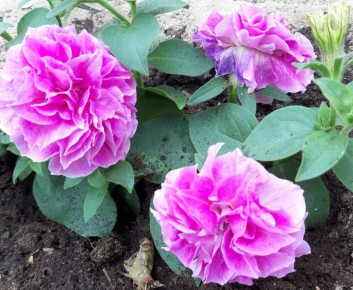 Очарование розовых цветов