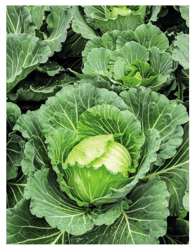 Квашеная капуста: современные рецепты и полезные советы