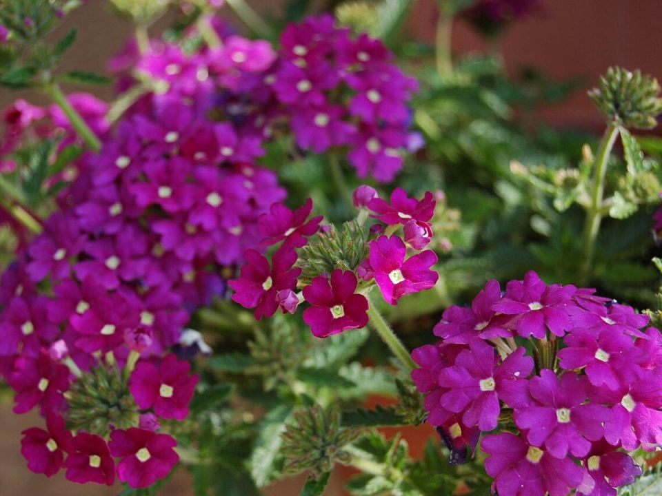 Вербена: цветущий акцент в вашем саду