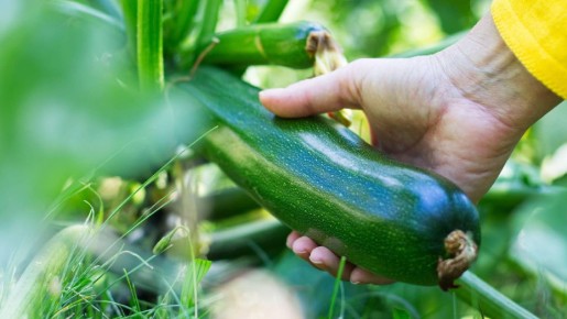 Рассадой или в грунт? Высаживайте кабачки этим способом и собирайте вдвое больше урожая