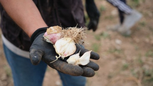 Не пропустите момент: в какие дни садоводам пора сажать чеснок на зиму