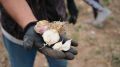 Не пропустите момент: в какие дни садоводам пора сажать чеснок на зиму