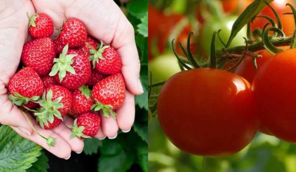 ��� ����� ������ ����� ��������: ������ ��� ���������