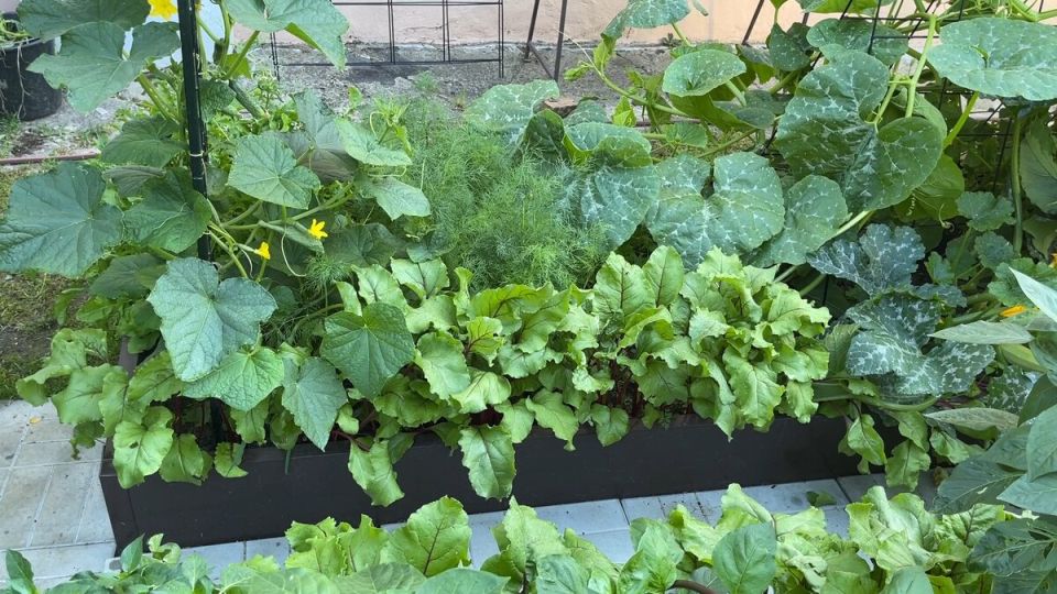 ������� ��������� ������ �� ��������� �������