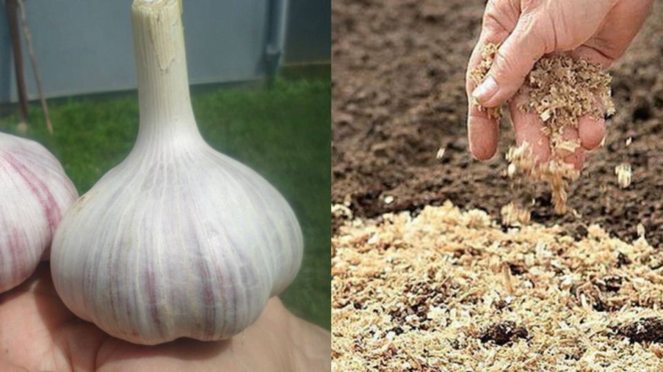 ������� �����������: ��� ��������� ������ �������� � �����