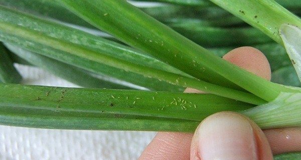 ��������� �������: �������� ������ � ������� ������