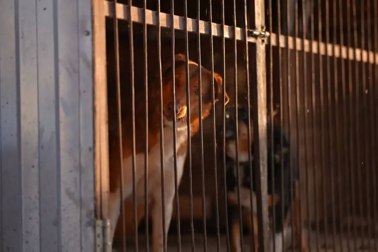 Глава города Чебоксары Станислав Трофимов вместе с депутатом ЧГСД, координатором партийного проекта «Единой России» «Защита животного мира» Максимом Гребенкиным посетили приют для собак Глава города Чебоксары Станислав Трофимов вместе с депутатом ЧГСД, координатором партийного проекта «Единой России» «Защита животного мира» Максимом Гребенкиным посетили приют для собак