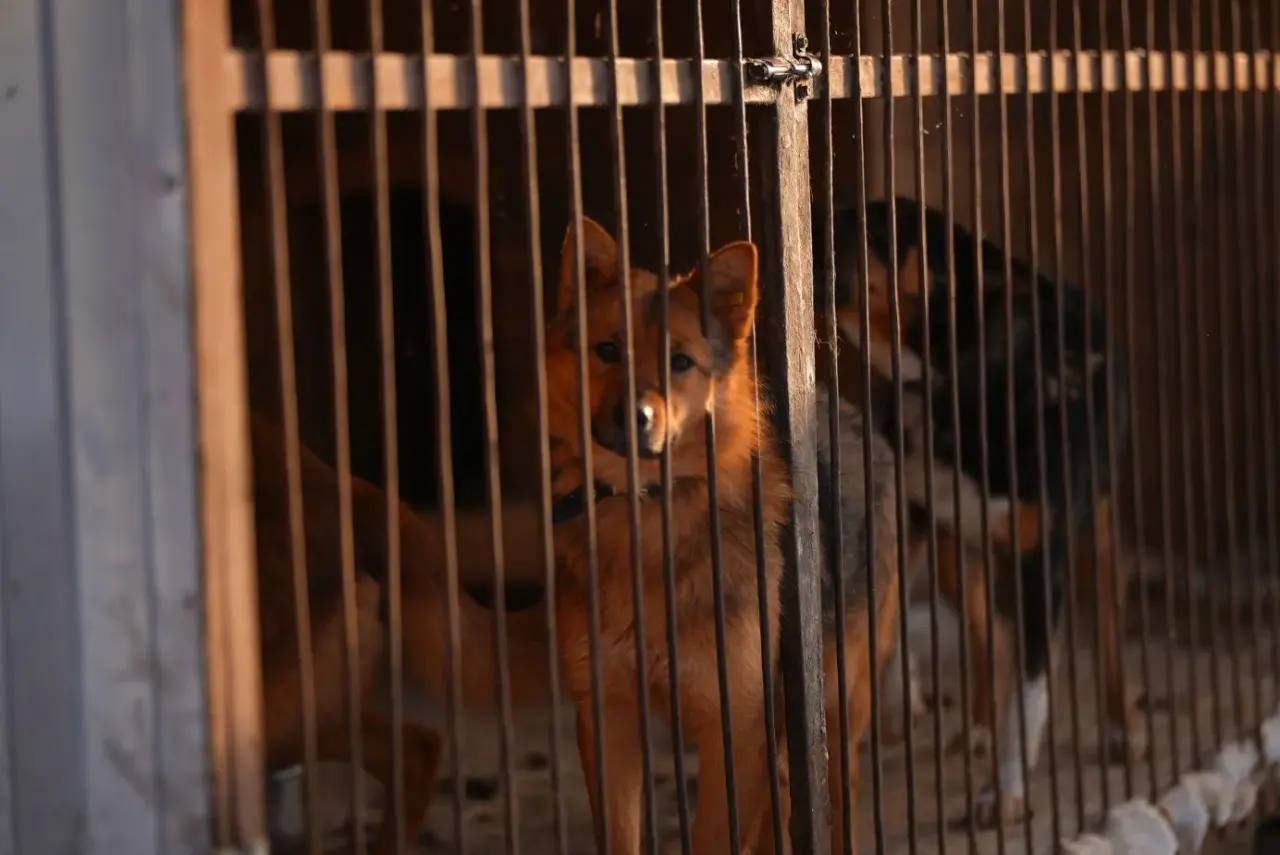 Глава города Чебоксары Станислав Трофимов вместе с депутатом ЧГСД, координатором партийного проекта «Единой России» «Защита животного мира» Максимом Гребенкиным посетили приют для собак Глава города Чебоксары Станислав Трофимов вместе с депутатом ЧГСД, координатором партийного проекта «Единой России» «Защита животного мира» Максимом Гребенкиным посетили приют для собак