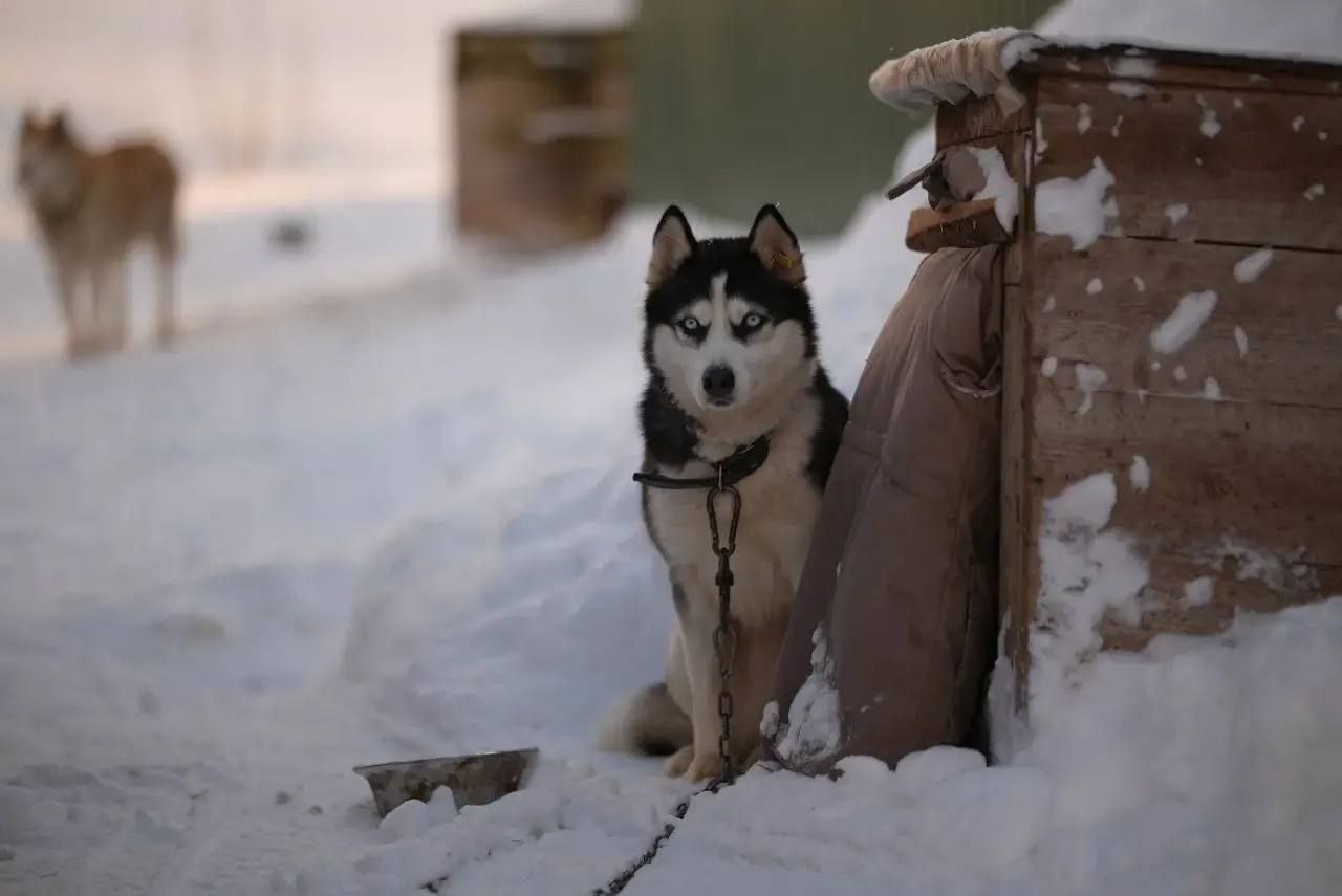 Глава города Чебоксары Станислав Трофимов вместе с депутатом ЧГСД, координатором партийного проекта «Единой России» «Защита животного мира» Максимом Гребенкиным посетили приют для собак Глава города Чебоксары Станислав Трофимов вместе с депутатом ЧГСД, координатором партийного проекта «Единой России» «Защита животного мира» Максимом Гребенкиным посетили приют для собак