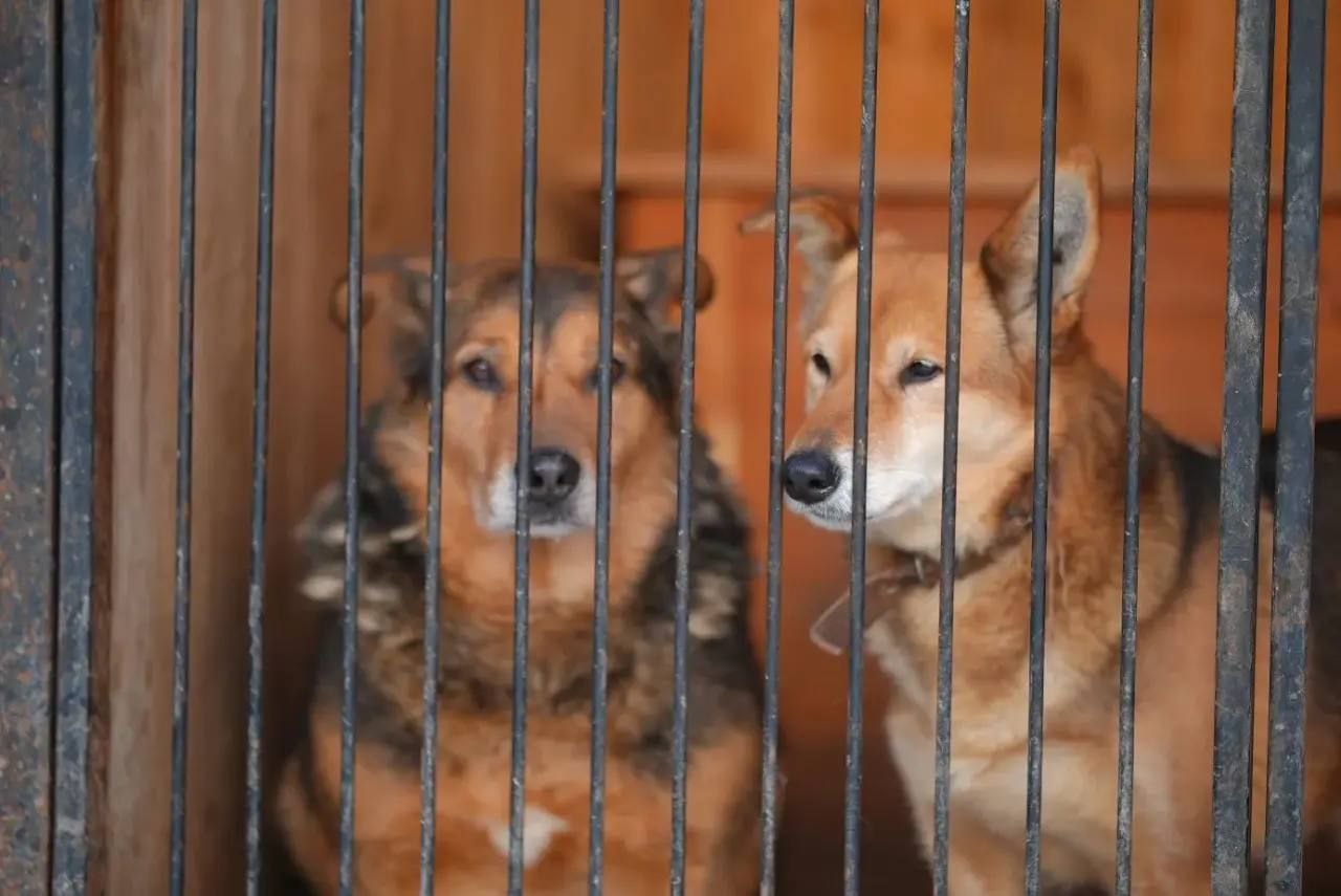 Глава города Чебоксары Станислав Трофимов вместе с депутатом ЧГСД, координатором партийного проекта «Единой России» «Защита животного мира» Максимом Гребенкиным посетили приют для собак Глава города Чебоксары Станислав Трофимов вместе с депутатом ЧГСД, координатором партийного проекта «Единой России» «Защита животного мира» Максимом Гребенкиным посетили приют для собак