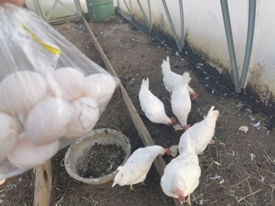 Почему яйца С-2 — лучший выбор для вашего стола?